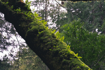 Fototapeta premium Mossy Tree in a vibrant forrest