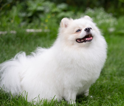 Beautiful white dog - pomeranian spitz. Pomeranian puppy dog cute pet happy smile playing in nature