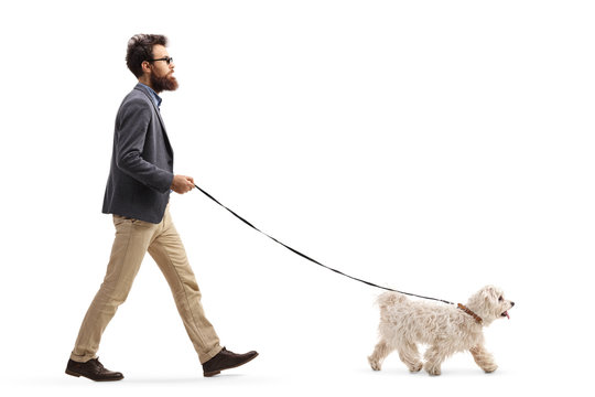 Bearded man walking a maltese poodle dog