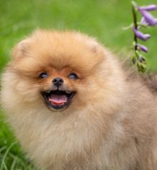 Naklejka na ściany i meble Beautiful orange dog - pomeranian Spitz. Puppy pomeranian dog cute pet happy smile playing in nature on in flowers