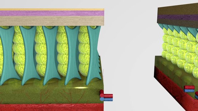 3D animation structure of normal skin tissue layers.Comparison between women and men skin hypodermis. Connective tissue differences.