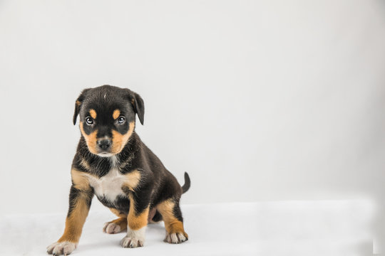 New Border Collie Lab Borador Puppy