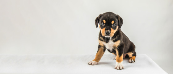New Border Collie Lab Borador Puppy