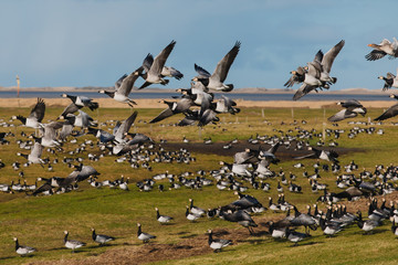 Birds soar. Lots of birds in the air. Migratory birds. Migration of animals.