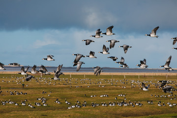 Fototapeta na wymiar Birds soar. Lots of birds in the air. Migratory birds. Migration of animals.