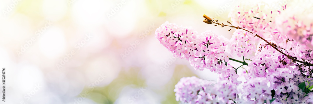 Wall mural Lilac flowers spring blossom, sunny day light bokeh background 