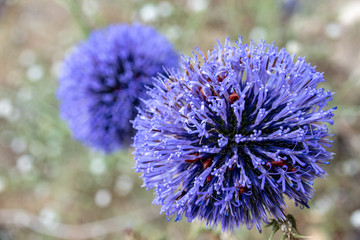Israel double echinops