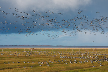 Birds soar. Lots of birds in the air. Migratory birds. Migration of animals.