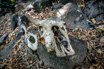 Remains of the dead cow