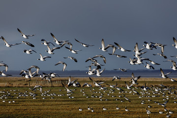 Birds soar. Lots of birds in the air. Migratory birds. Migration of animals.