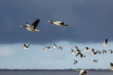 Birds are flying. Migratory birds