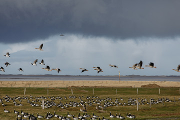 Birds soar. Lots of birds in the air. Migratory birds. Migration of animals.