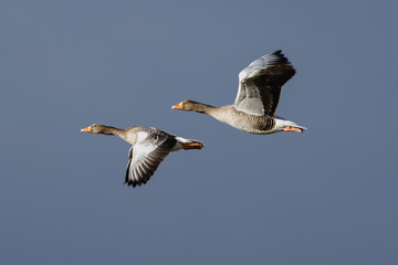 Birds are flying. Migratory birds