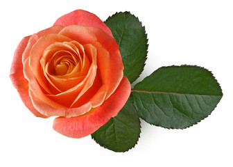 rose flowers close up