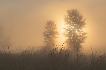 Fototapeta na wymiar Foggy Sunrise