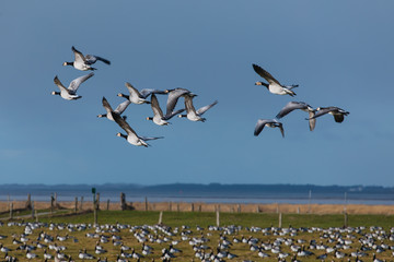 Birds soar. Lots of birds in the air. Migratory birds. Migration of animals.