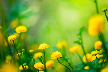 Yellow spring flowers on green background  - obrazy, fototapety, plakaty