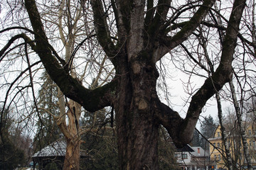 Entità aliena arborea © mauro tombolini