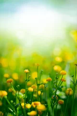 Gartenposter Gelbe Frühlingsblumen auf grünem Wiesenhintergrund © Mariusz Blach