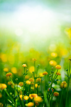 Fototapeta Żółta wiosna kwitnie na zielonym łąkowym tle