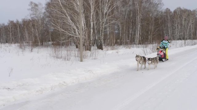 Winter walk with dogs Husky in the forest. Dogs in harness roll sleigh with a child and a girl