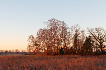 landscape with trees and blue sky