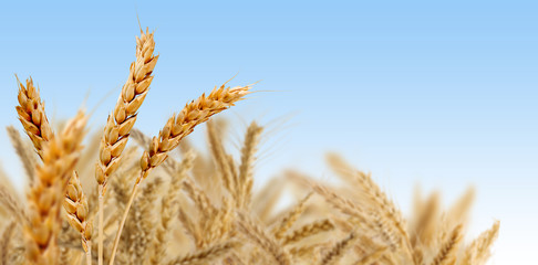 image of wheat against the blue sky
