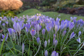 spring crocus flowers