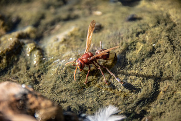 Wasp drinking water