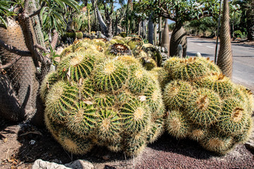 Israel echinocactus plants