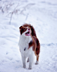 australian shepherd on a walk in winter