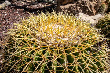 Israel echinocactus plants