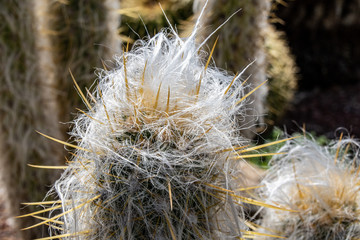 Israel espostoa cactus