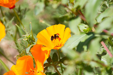 A bee pollinating a yellow-orange blossom