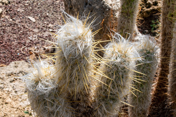 Israel espostoa cactus