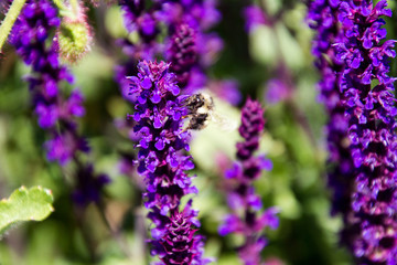 A bee pollinating a purple lavender bloom