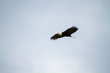 A bald eagle soaring