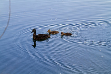 A mother duck and her ducklings