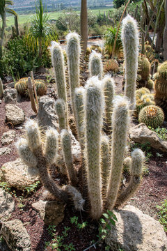 Israel espostoa cactus