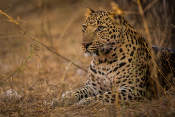 Fototapeta na wymiar A male leopard caught in action in morning light during winter safari at jhalana forest reserve, india