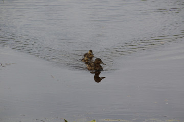A mother mallard duck and her duckling's