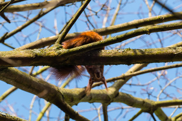 Eichhörnchen guckt von Baum runter 