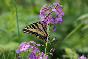 A monarch butterfly sitting on a pink flower