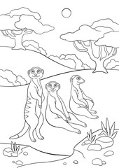 Coloring pages. Three little cute meerkats smile.