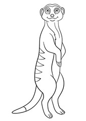 Coloring pages. Little cute meerkat smiles.