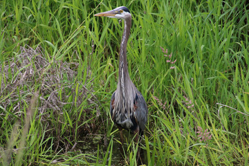 A great blue heron standing in a stagnant stream