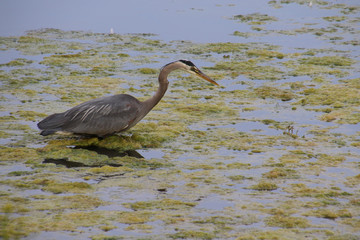 A great blue heron wading through algae