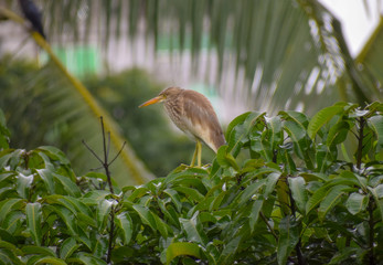 Egret sitting on a mango tree