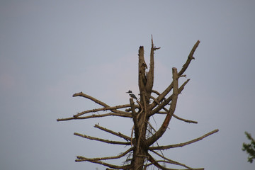 A belted kingfisher, Megaceryle alcyon, perched on an old dead tree
