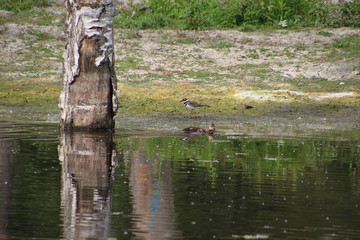 A killdeer walking on a beach
